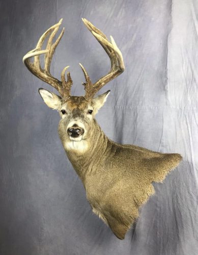 White-Tailed Deer Wall Pedestal Mount Eastern SD (2)