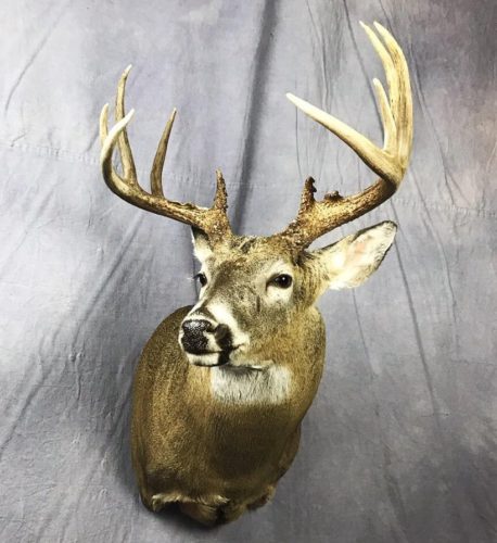 Whitetail Deer Shoulder Mount - South Dakota