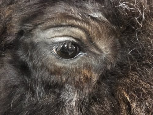 Bison Eye Detail