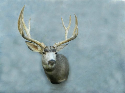 Mule deer game head shoulder mount; Aberdeen, SD