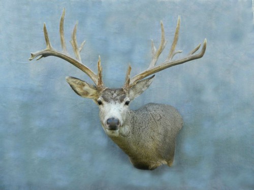 Mule deer game head shoulder mount; Webster, SD