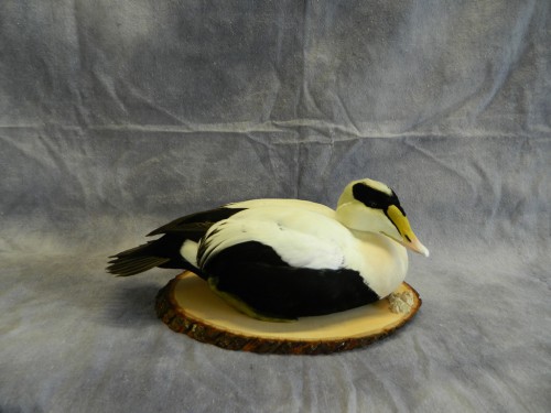 Common eider taxidermy mount; Boston, Massachusetts