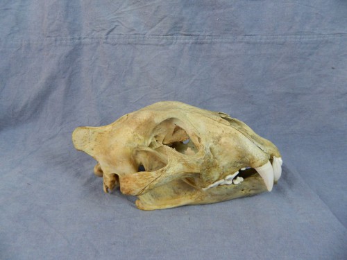 African lion skull taxidermy mount; South Africa