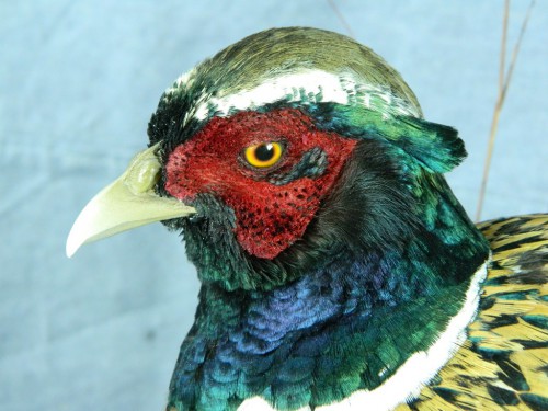 Pheasant taxidermy mount; Groton, South Dakota