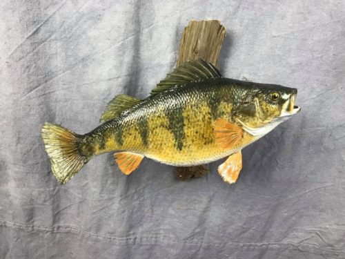 Yellow Perch Mount - South Dakota