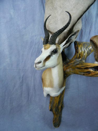 African springbok wall pedestal mount; South Africa