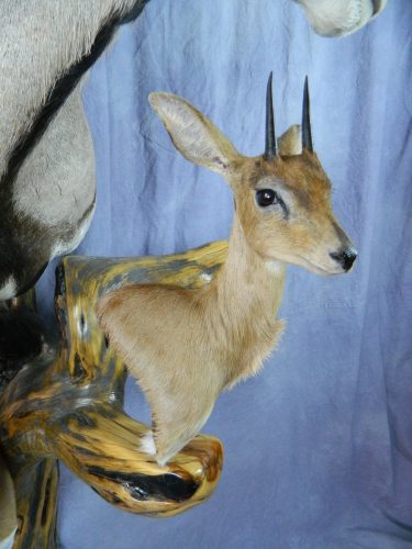 African steinbok pedestal taxidermy mount; South Africa