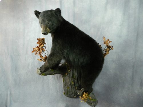 Black bear taxidermy wall mount; Manitoba, Canada