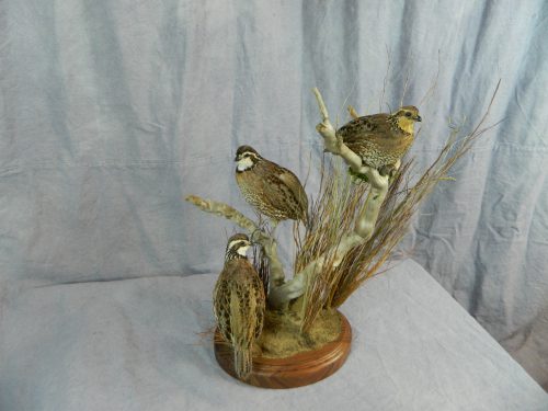 Bobwhite quail trio taxidermy mount; Kansas