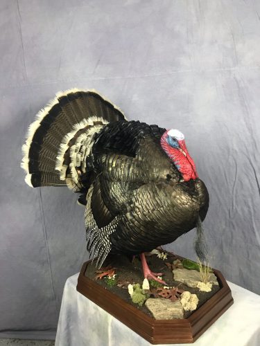 Merriam's Turkey Strutting Mount; South Dakota