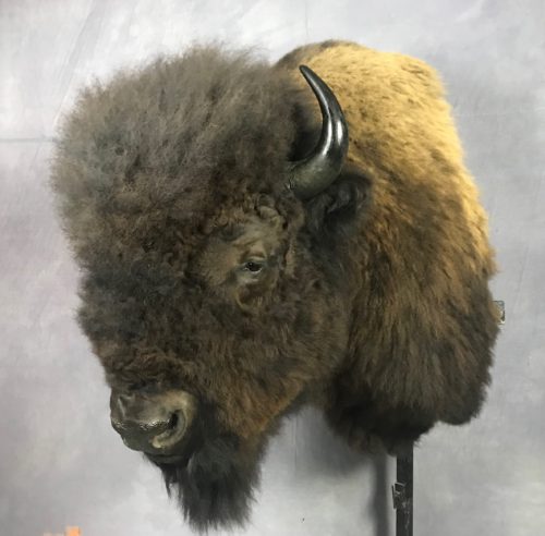 Bison Shoulder Mount - Eastern SD