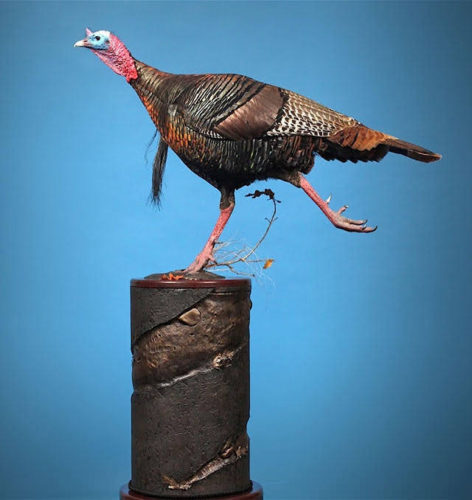 Eastern Turkey Running Mount - North American Champion