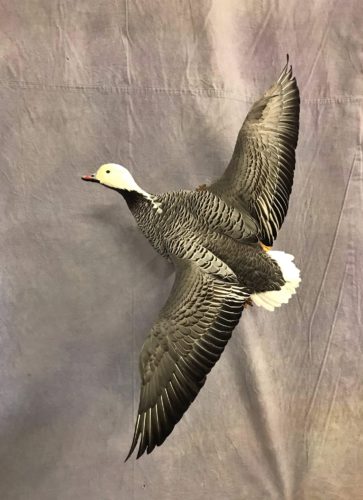 Flying Emperor Goose Wall Mount Alaska