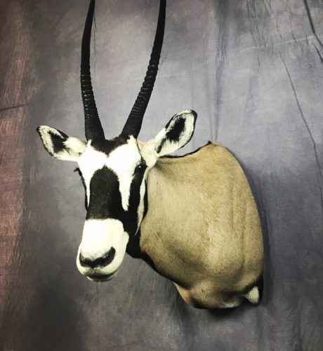 Gemsbok Shoulder Mount - Texas