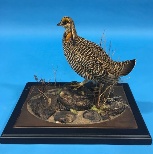 Greater Prairie Chicken Mount Custom Base Central SD