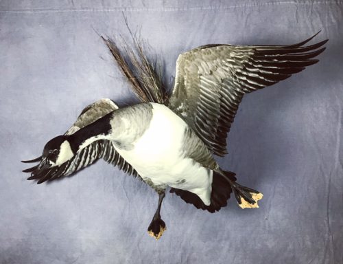 Quill Lake Canada Goose - Pierre, SD