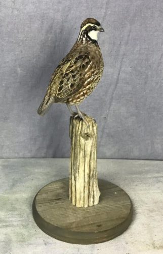 Standing Bobwhite Quail Tabletop Mount Nebraska