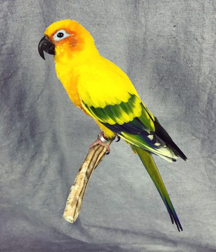 Sun Conure Mount