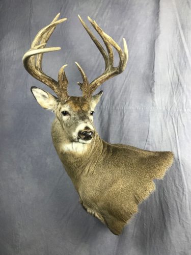 White-Tailed Deer Wall Pedestal Mount Eastern SD (3)